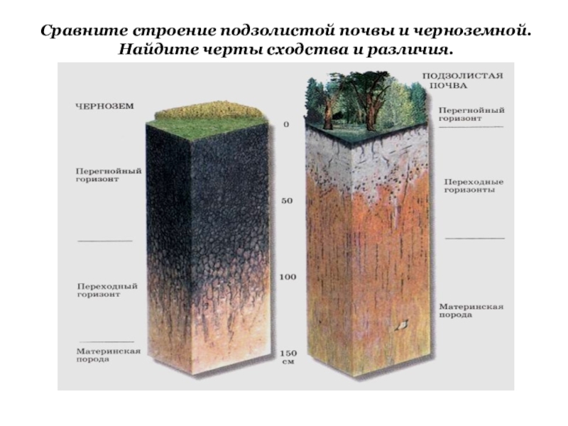 Подзолистая почва схема