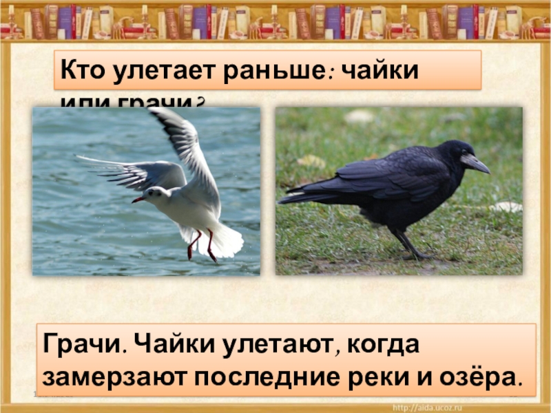 Кто улетает раньше: чайки или грачи?Грачи. Чайки улетают, когда замерзают последние реки и озёра.