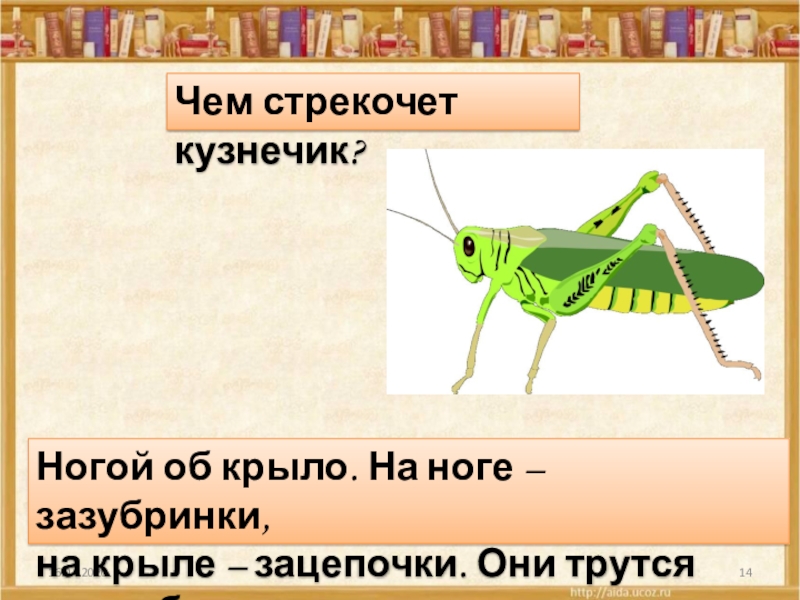 Чем стрекочет кузнечик?Ногой об крыло. На ноге – зазубринки, на крыле – зацепочки. Они трутся друг об