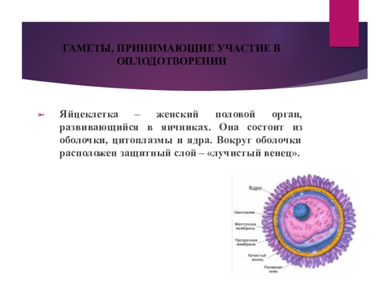 Дайте определение понятия гаметы. Строение яйцеклетки Лучистый венец. Строение яйцеклетки оболочки. Половые клетки гаметы. Гаметы яйцеклетки.