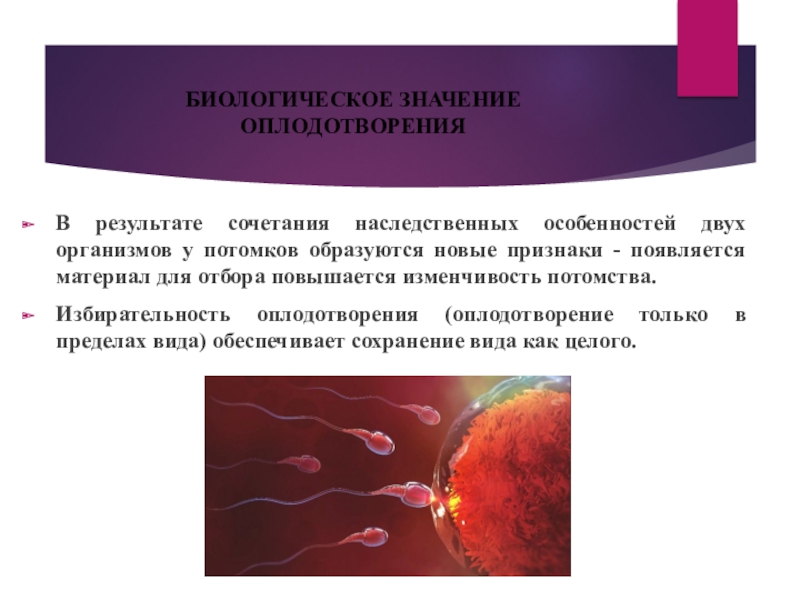 Оплодотворение происходит в течении. Биологическое значение оплодотворения. Оплодотворение и его биологическая сущность. Сущность процесса оплодотворения. Биологические закономерности оплодотворения.