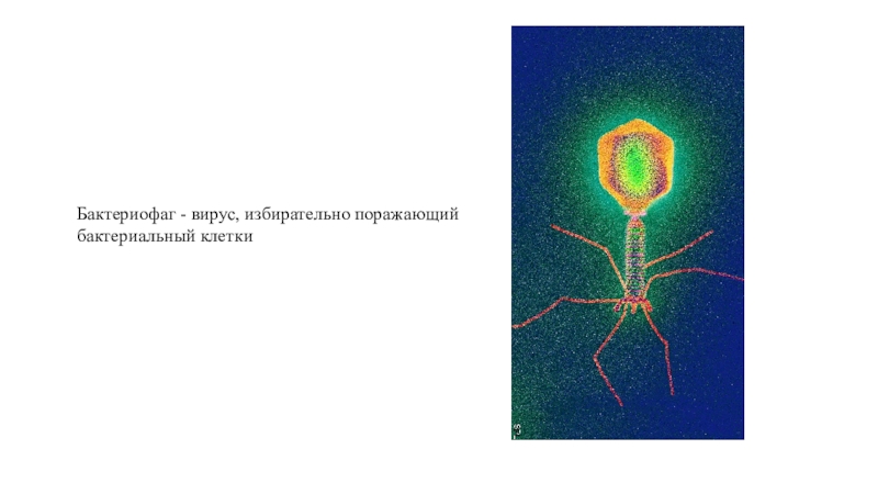 Наследственный аппарат бактериофага. Бактериофаг паразиты бактерий. Санитарно-показательные микроорганизмы бактериофаг. Бактериофаги микробиология. Бактериофаги в генной инженерии.