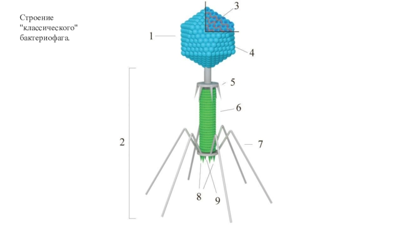Наследственный аппарат бактериофага. Строение бактериофага. РНК бактериофаги. Суперкапсид бактериофага. Бактериофаг т3.