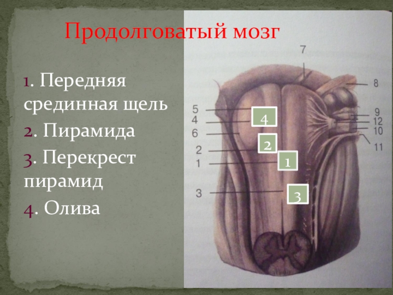 Продолговатый изгиб. Продолговатые предметы. Передняя срединная щель продолговатого мозга. Перекрест пирамид продолговатого мозга. Оливы продолговатого мозга.