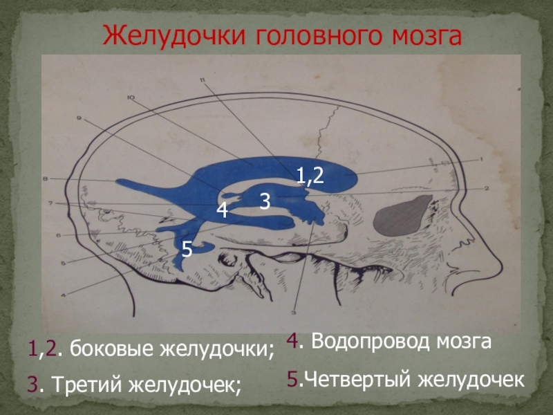 Схема головного мозга водопровод. Схема головного мозга: желудочки водопровод. Космос целостность третий желудочек.