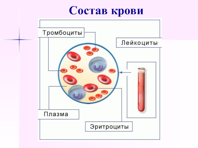 Химический состав крови презентация