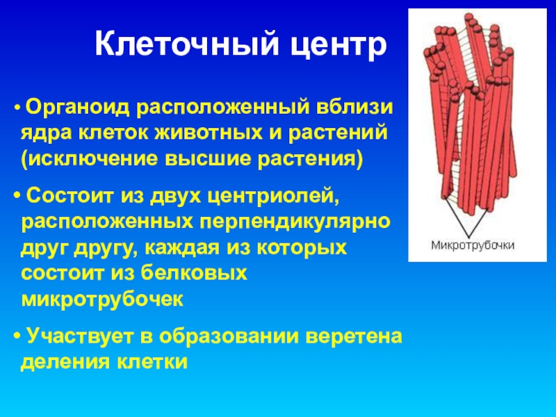 Участвует в образовании клеточной. Клеточный центр около ядра. Клеточный центр около ядра клетки. Клеточный центр высших растений состоит из. Клеточный центр расположен вблизи ядра.