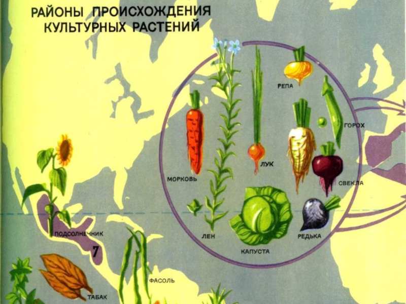 Биология 6 растения. Культурные растения биология. Мир культурных растений. Культурные растения 6 класс. Культурное растение рисунок.