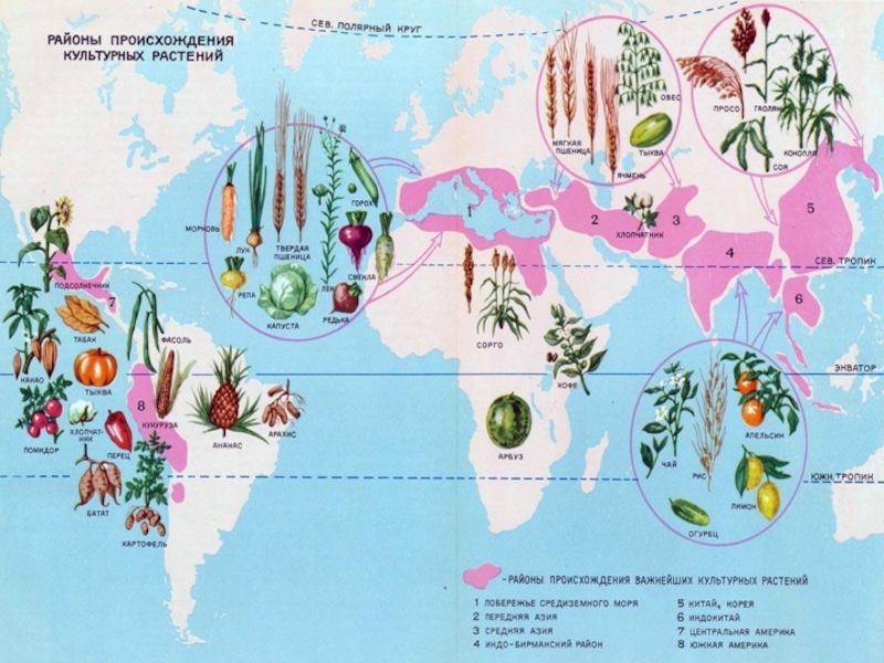 Культурные растения схема. Схема происхождения культурных растений.