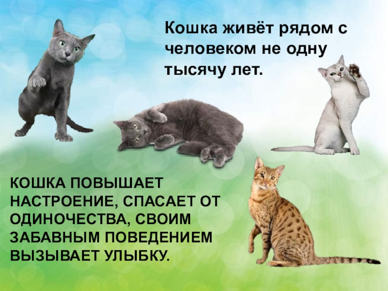 Кошка прожила. Кошки живут. Кошка живет рядом с человеком не одну тысячу лет. Кошка улучшает настроение. Кошка в нашем доме 1 класс.