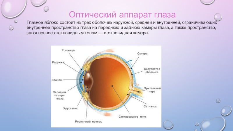 3 оптическая система глаза. Оптический аппарат глазного яблока. Оптический аппарат глаза состоит из. Строение оптического аппарата. Функции оптического аппарата глаза.
