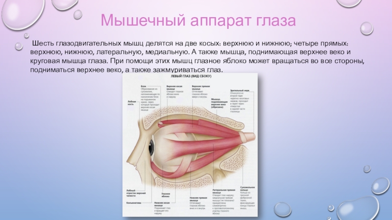 Глазодвигательный нерв мышцы. Глазодвигательные мышцы. Мышцы глазодвигательного аппарата. Мышцы глаза. Глазодвигательные мышцы глаза.