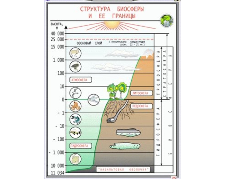 Биосфера структура биосферы 8 класс презентация