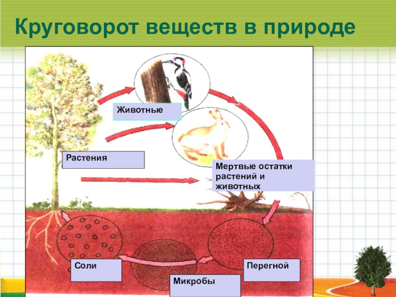 Схема круговорота веществ