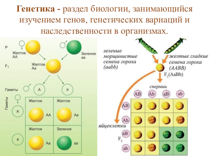 Генетика проект по биологии 9 класс