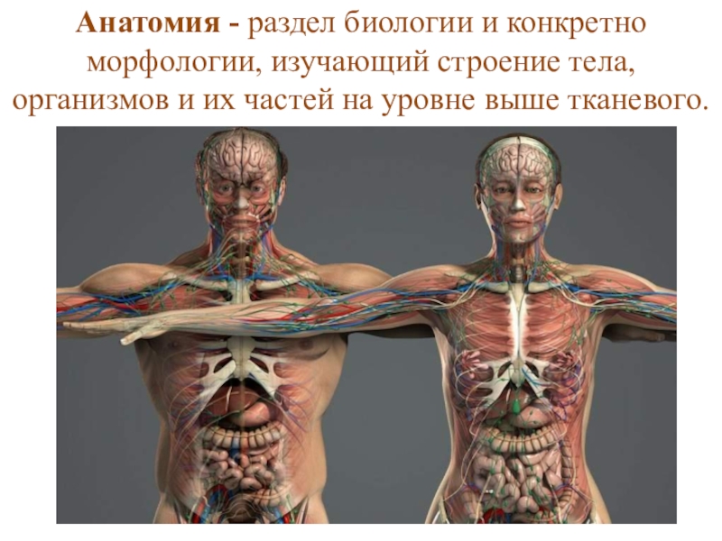 Картинки биология анатомия