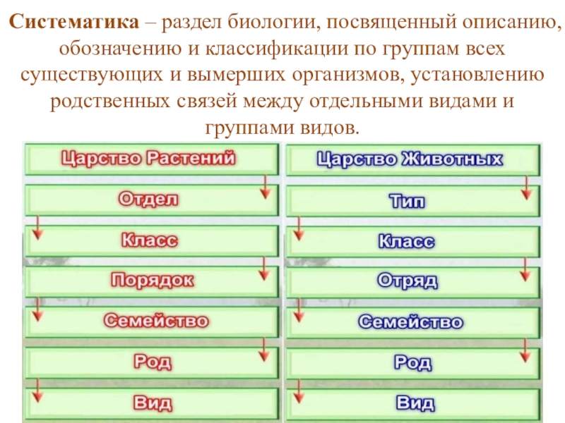 Принципы классификации систематика биология 11 класс презентация