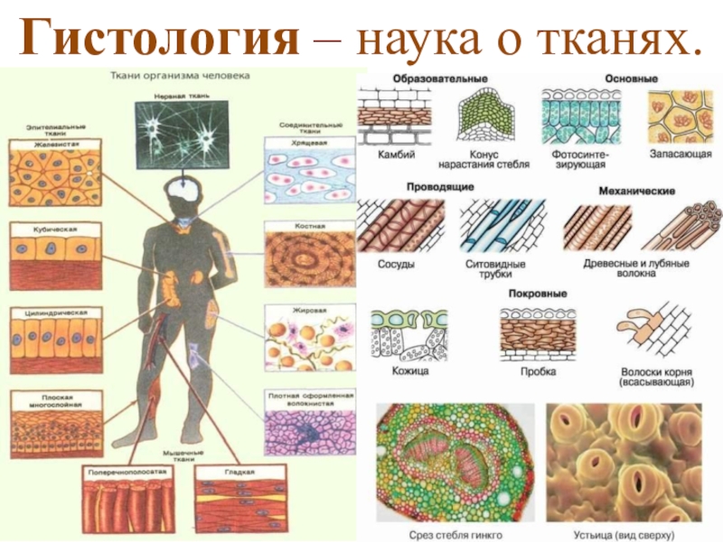 Интеллект карта гистология