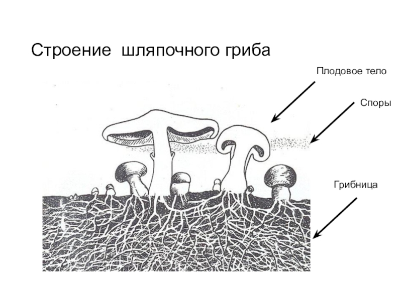 Споры - плодовое тело - грибница. Что такое грибница и плодовое тело гриба. Споры грибов. Шляпочные грибы.
