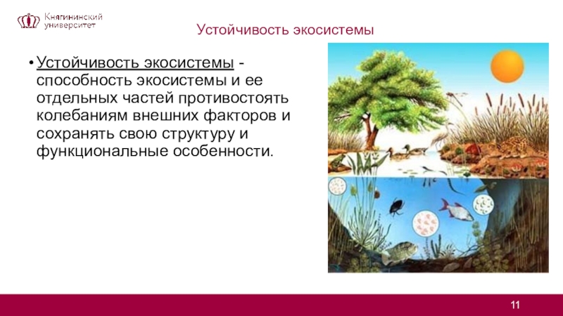 Устойчивость и динамика экосистем презентация 11 класс