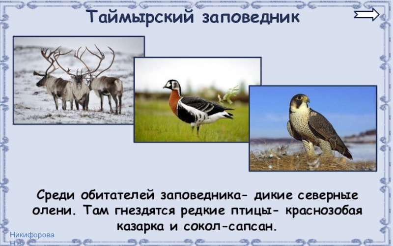 Таймырский заповедник природная зона. Таймырский заповедник Краснозобая казарка. Таймырский заповедник Сапсан. Обитатели Таймырского заповедника. Краснозобая казарка и Сокол Сапсан.