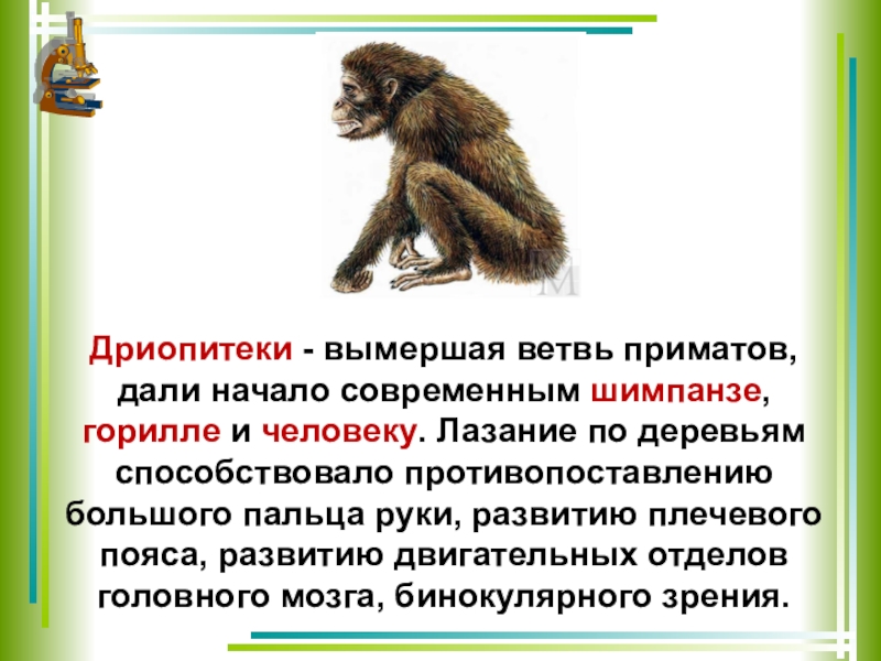 Дриопитеки образ жизни. Строение дриопитеков кратко. Дриопитеки объем мозга рост. Дриопитеки шимпанзе горилла. Дриопитеки ветви эволюции.