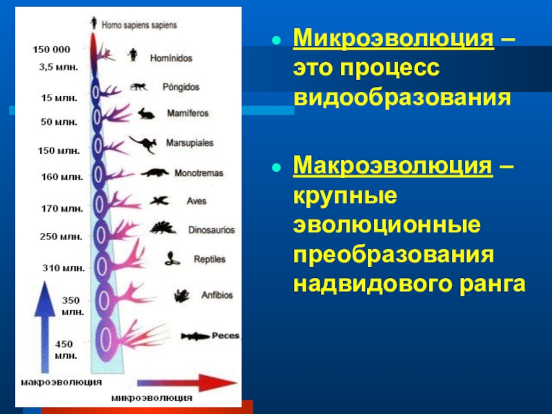 Процессы образования видов презентация 9 класс пономарева