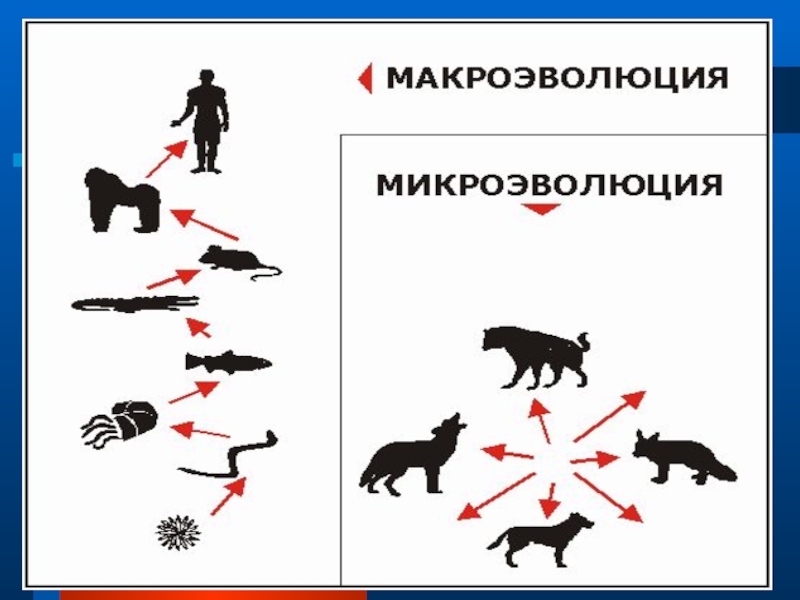 Презентация на тему микроэволюция