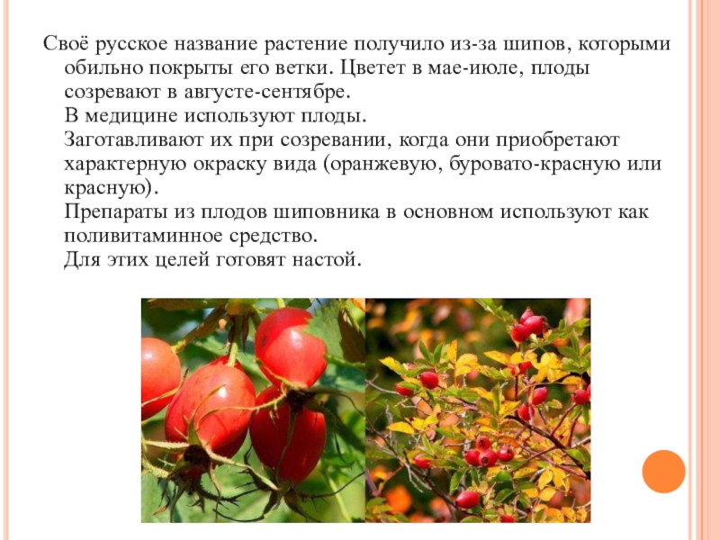 Русское название. Использование плодов в медицине. Созревший шиповник. Плоды шиповника заготавливают от растений:. Когда созревают плоды.