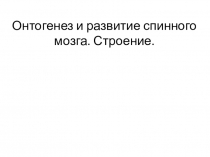 Онтогенез и развитие спинного мозга. Строение