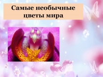 Самые необычные цветы мира