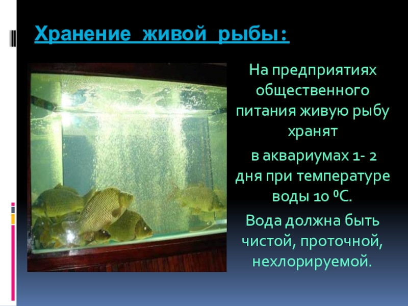 Срок хранения живой рыбы. Хранение живой рыбы. Живая рыба в магазине. Температура живой рыбы.