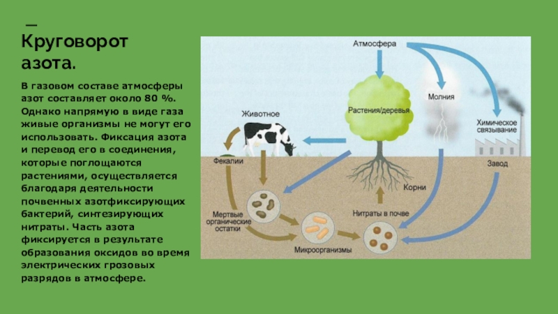 Живые организмы осуществляют круговорот. Круговорот азота. Биосферный цикл азота. Круговорот азота бактерии. Круговорот азота в биосфере ЕГЭ.