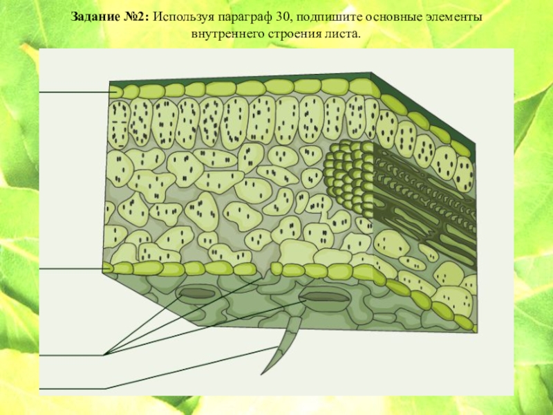 На рисунке изображено внутреннее строение листа. Подпишите основные компоненты внутреннего строения листа. Строение клетки листа липы.