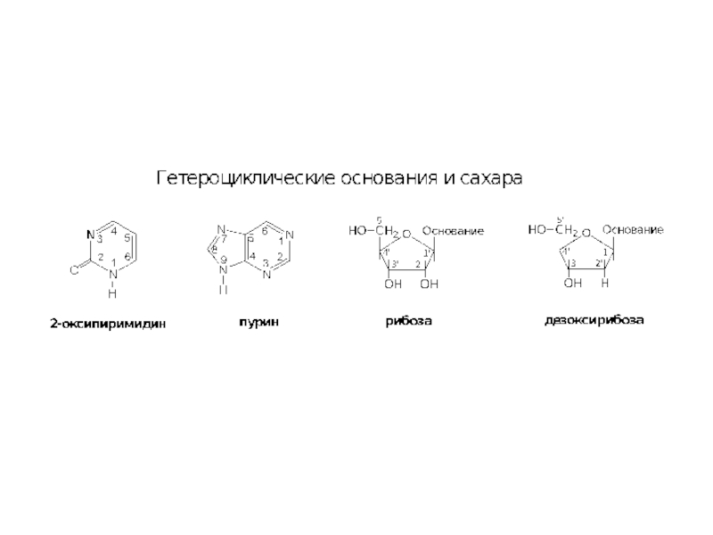 2 Структура гетероциклов, нуклеозидов и нуклеотидов