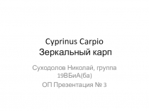 Cyprinus Carpio Зеркальный карп