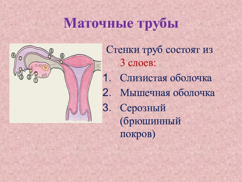 Маточные трубы рисунок анатомия