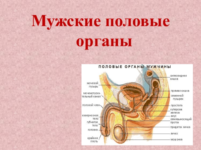 Мужской половой орган рисунок