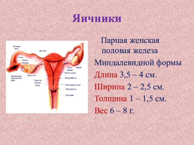 Репродуктивная система человека тест 8