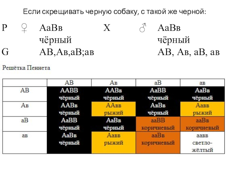 При скрещивании черного