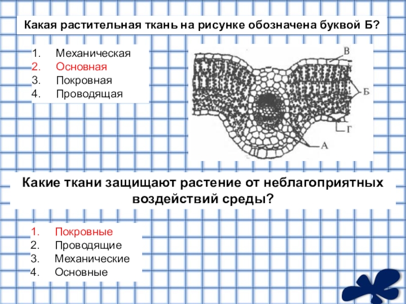 Растительные ткани рисунок