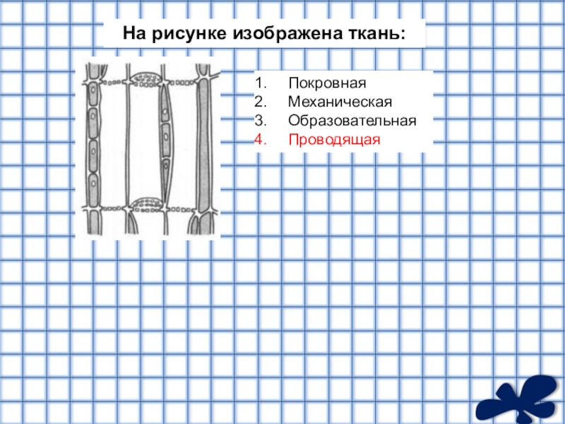 К какому типу ткани относится изображенный на рисунке клетки 2