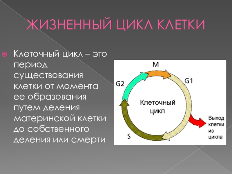 Реферат: Амитоз, его особенности. Эндомитоз. Политения