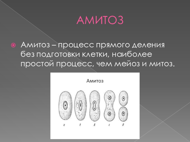 Реферат: Амитоз, его особенности. Эндомитоз. Политения