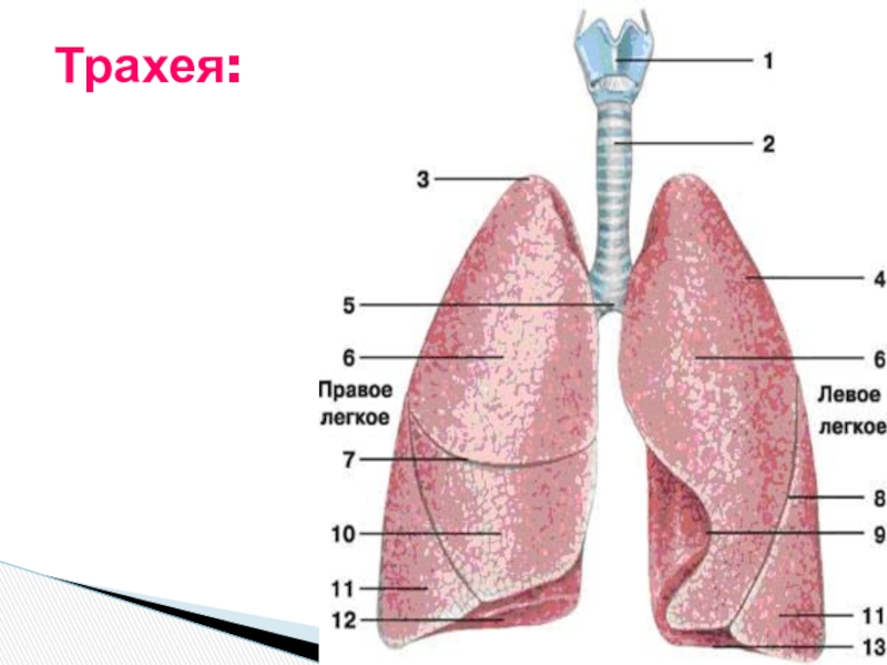 Где находятся легкие. Лёгкие человека расположение. Анатомия легкие расположение. Расположение лёгких. Гортань и трахея.