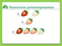 Неполное доминирование
Р:
F 1
F 2