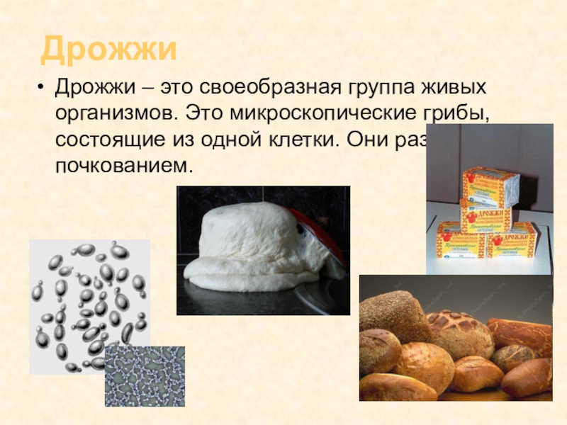 Чем отличается дрожжи. Дрожжевые грибы биология. Дрожжи. Пекарские дрожжи грибы. Дрожжи презентация.