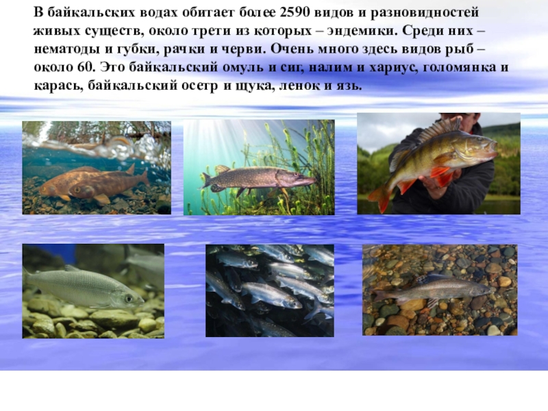 В верхнем слое воды обитает больше. Эндемики озера Байкал. Рыбы эндемики. Эндемики Байкала презентация. Байкальские эндемики.