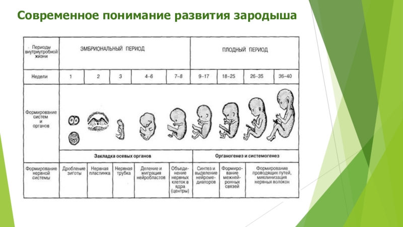 Этап раннего онтогенеза. Периоды развития плода схема. Стадии онтогенеза плода. Периоды развития эмбриона этапы. Стадии эмбрионального развития человека по неделям таблица.