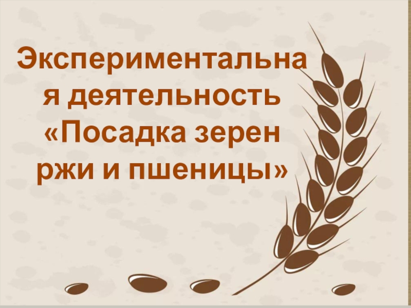 Презентация Экспериментальная деятельность
Посадка зерен ржи и пшеницы